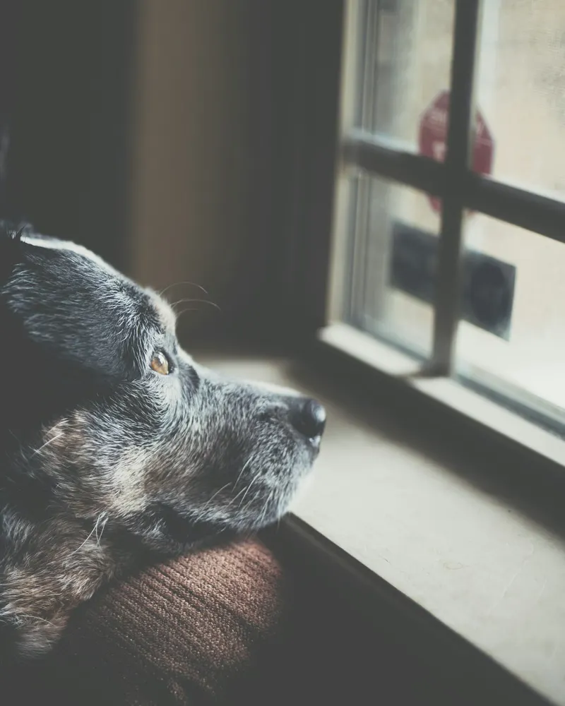 A dog looking out of a window