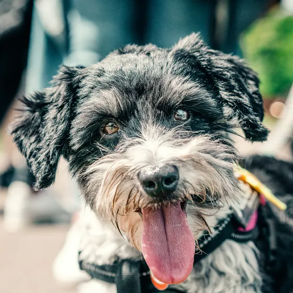A shaggy dog with its tongue out