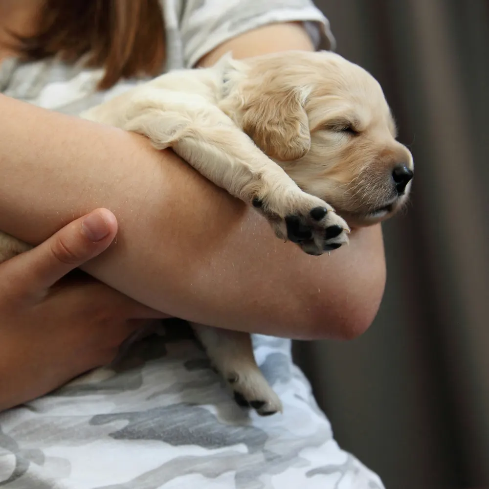 A sleeping puppy held in someone’s arms
