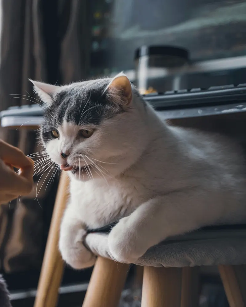 A hand offering a cat a treat