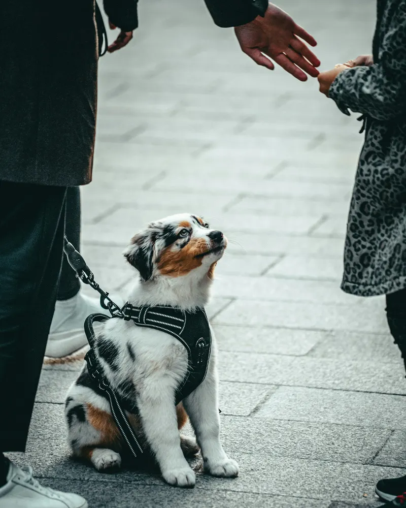 A puppy in a harness waiting on its leash